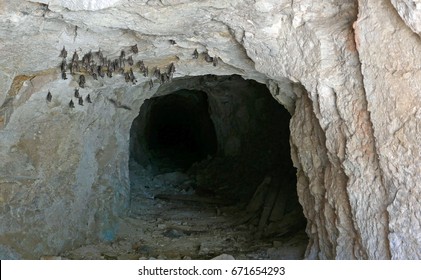 Cave entrance with bats hanging from the ceiling