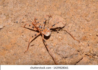 Cave Invertebrates, Brazilian Rain Forest