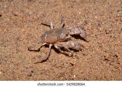 Cave Invertebrates, Brazilian Rain Forest