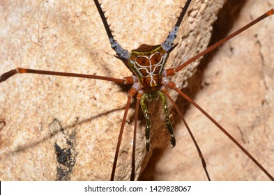 Cave Invertebrates, Brazilian Rain Forest