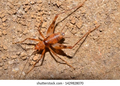 Cave Invertebrates, Brazilian Rain Forest