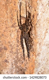 Cave Invertebrates, Brazilian Rain Forest