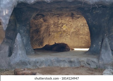 Cave With A Lion In The Zoo Enclosure