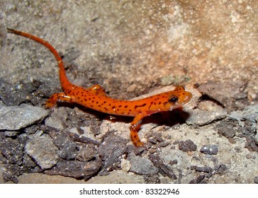 Cave Salamander, Eurycea Lucifuga