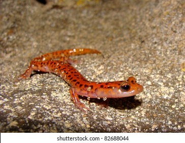 Cave Salamander, Euycea Lucifuga