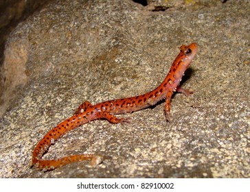 Cave Salamander, Euycea Lucifuga