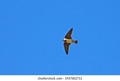 Cave Swallow (Petrochelidon Fulva) In Trinidad, Cuba