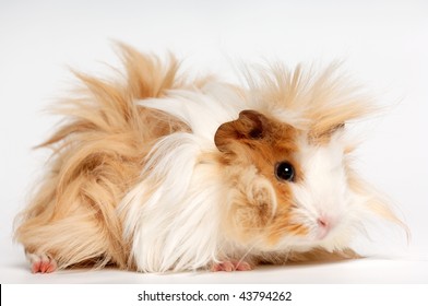 angora guinea pig