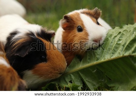 Cavia porcellus. Close-up of a group of guinea pigs eating dandelion leaves