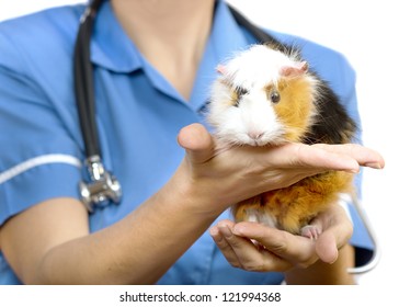 Cavia Porcellus, Guinea Pig Treats Vet,