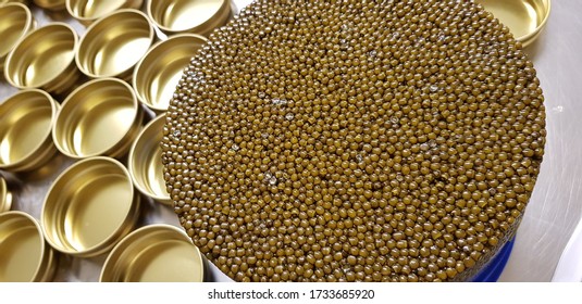 Caviar Sturgeon Gold Fish Eggs