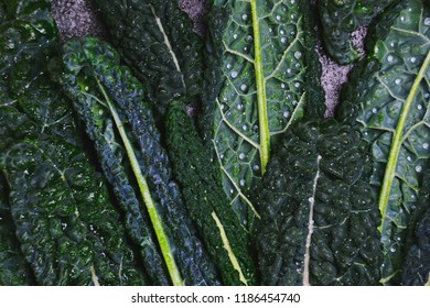 Cavolo Nero Salad Leaves. Dark Leafy Greens. Kale Isolated