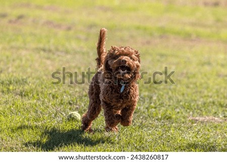 A Cavoodle (also know as Cavapoo) dog, its mouth open, barking and running towards the camera on the grass in a sunny day, curly tail lifted up with a blue name tag hanging from its collar.