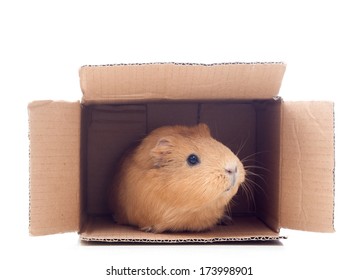 cavy in a box 