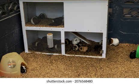 A cavy collection (guinea pigs) in their hatch