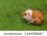 Cavy / Guinea pig with green background