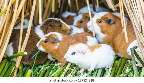 american guinea pig