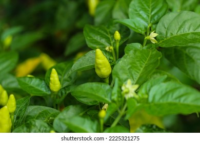 Cayenne Pepper (Capsicum Frutescens) On The Tree. 