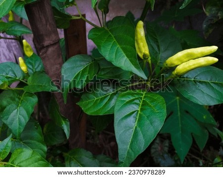 Cayenne pepper or devil's Chili is one of the hottest pepper in the world. Also known as Capsicum frutescens, chili pepper, cabe rawit.