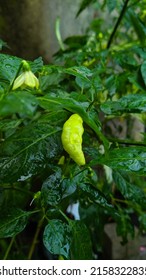 Cayenne pepper has two large varieties, namely green cayenne and white or red cayenne.  What is often used for fried snacks is the green cayenne variety,