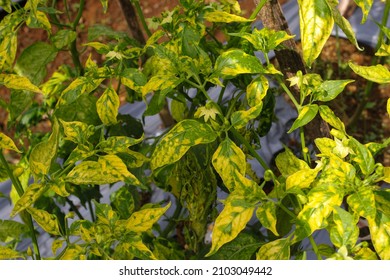 Cayenne pepper leaves are turned yellow because of viral diseases and biological pests and physiological disorders in the garden. Agriculture, plant care, and pest control concept