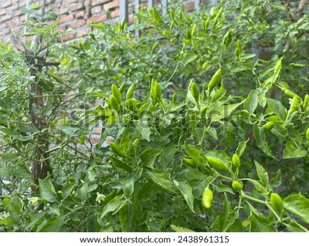 Cayenne pepper plants were taken on March 17 2024 in the garden in Deli Serdang, North Sumatra. Green cayenne pepper is a kitchen spice using for cooking and has a spicy taste