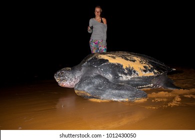 Rare Sea Turtle Images, Stock Photos & Vectors | Shutterstock