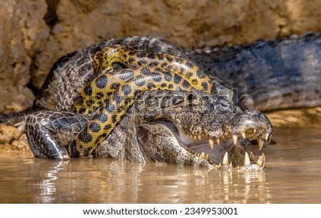 Cayman (Caiman crocodylus yacare) vs Anaconda (Eunectes murinus). Cayman caught an anaconda. Anaconda strangles the caiman. Brazil. Pantanal. Porto Jofre. Mato Grosso. Cuiaba River.