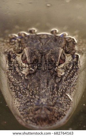 Similar – macro image of Bufo bufo head