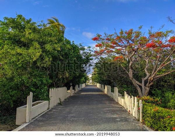 Cayo Coco, Cuba, 16 may 2021: View from a stone\
bridge surrounded by jungle on the territory of the hotel Tryp Cayo\
Coco. Tall trees and shrubs with bright red flowers grow around the\
bridge.