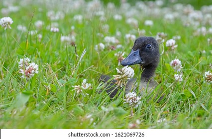 Cayuga duckling sitting in the grass full of blossom clover