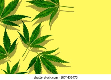 CBD. Canabis Leaves On A Yellow Background