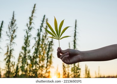 CBD Cannabis Hemp Field Outside At Sunset