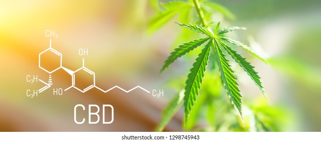CBD Chemical Formula, Beautiful background of green cannabis flowers A place for copy space