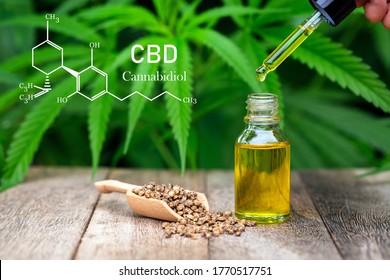CBD Chemical Formula, droplet dosing a biological and ecological hemp plant herbal pharmaceutical cbd oil from a jar on a green marijuana leaf background.  medical cannabis concept.