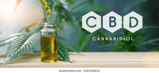 CBD droplet dosing a biological and ecological hemp plant herbal pharmaceutical cbd oil from a jar. Concept of herbal alternative medicine, cbd oil, pharmaceutical industry