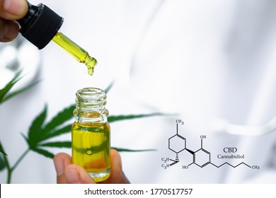 CBD elements in Cannabis, Doctor hand holding bottle of Cannabis oil against Marijuana plant, CBD hemp oil pipette. Cannabis recipe, alternative remedy or medication,  Medical marijuana.
