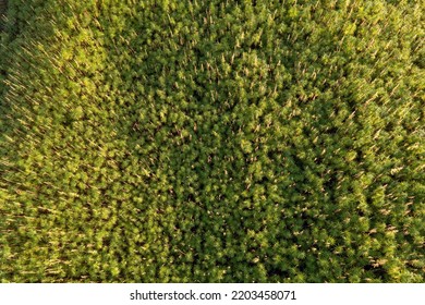 CBD Hemp Field, Thickly Planted Stems Of Green Industrial Plants, Top Down Aerial Shot.