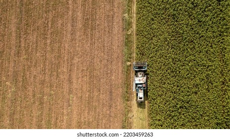 CBD Hemp Field, Thickly Planted Stems Of Green Industrial Plants, Top Down Aerial Shot.