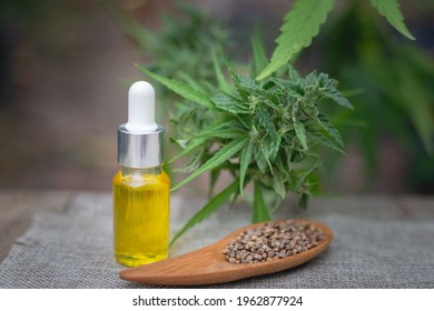 CBD hemp oil bottles distilled into oil Cannabis plant background Concept of medical marijuana in the treatment of disease. Healing herbs.