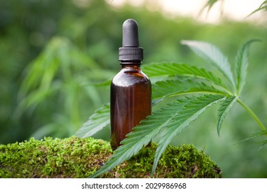 CBD hemp oil in a brown glass bottle Hemp oil extract in glass bottles, medical cannabis concept.