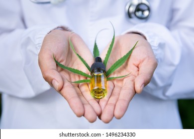 CBD hemp oil and cannabis leaves are placed in both hands of a doctor or researcher, background with stethoscope Alternative medicine concepts, oil cbd, marijuana use for disease treatment.