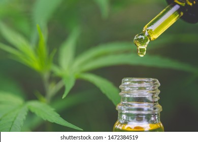 CBD hemp oil, droplet dosing a biological and ecological hemp plant herbal pharmaceutical cbd oil from a jar.