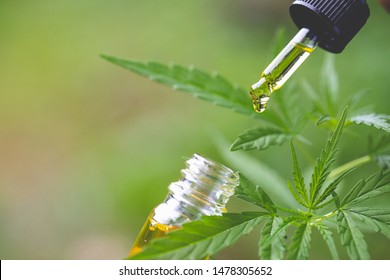 CBD hemp oil, Hand holding bottle of Cannabis oil in pipette 