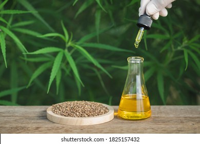 CBD hemp oil, Hand holding bottle of Cannabis oil against Marijuana plant. Herbal Treatment, Alternative Medicine