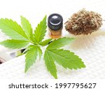cbd oil in bottle. medical marijuana.cannabis plant