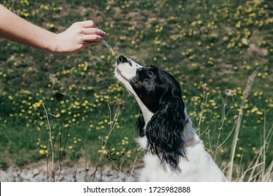 CBD Oil Drop Falling At The Cute Dog's Nose