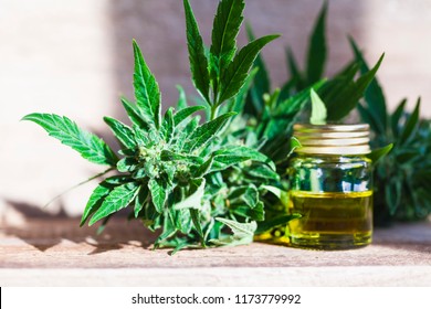 CBD Oil Hemp Products