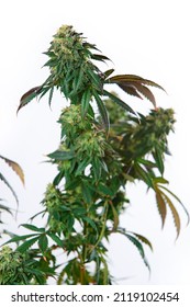 Cbd strain blooming.
Marijuana bush on a white isolated background. Cannabis bush with flowering buds. Marijuana Flower with crystal THC. 