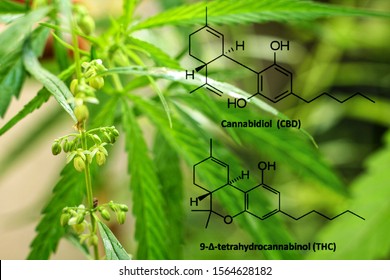 CBD and THC Chemical Formula of cannabinoids.Cannabis leaves ,flower and seed  (Cannabis sativa indica) or  Marijuana, Ganja and  Indian Hemp with blurred dark background.Herb and medical concept.